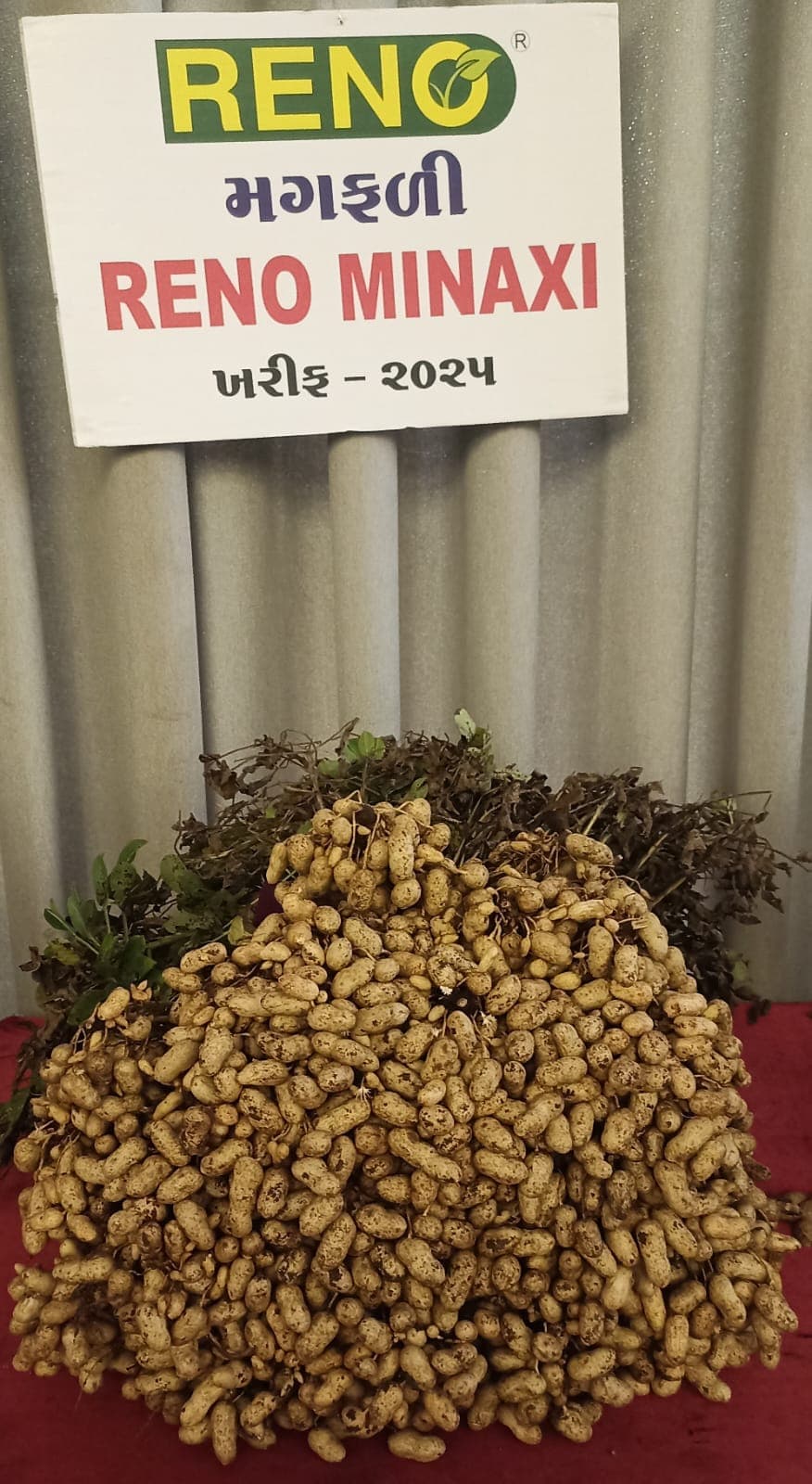 Fresh peanuts in a bowl